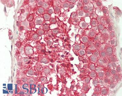 Basigin / Emmprin / CD147 Antibody - Human Testis: Formalin-Fixed, Paraffin-Embedded (FFPE)