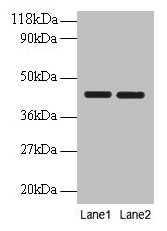 Basigin / Emmprin / CD147 Antibody - Western blot All lanes: Basigin antibody at 2µg/ml Lane 1: EC109 whole cell lysate Lane 2: 293T whole cell lysate Secondary Goat polyclonal to rabbit IgG at 1/10000 dilution Predicted band size: 43, 30, 20, 23 kDa Observed band size: 43 kDa