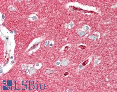 Basigin / Emmprin / CD147 Antibody - Human Brain, Cortex: Formalin-Fixed, Paraffin-Embedded (FFPE)