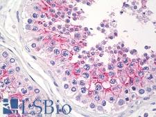 Basigin / Emmprin / CD147 Antibody - Anti-Basigin / Emmprin / CD147 antibody IHC staining of human testis. Immunohistochemistry of formalin-fixed, paraffin-embedded tissue after heat-induced antigen retrieval.