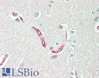 Basigin / Emmprin / CD147 Antibody - Human Brain, Cortex: Formalin-Fixed, Paraffin-Embedded (FFPE)
