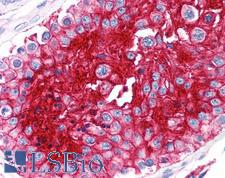 Basigin / Emmprin / CD147 Antibody - Anti-CD147 antibody IHC of human testis. Immunohistochemistry of formalin-fixed, paraffin-embedded tissue after heat-induced antigen retrieval. Antibody concentration 10 ug/ml.