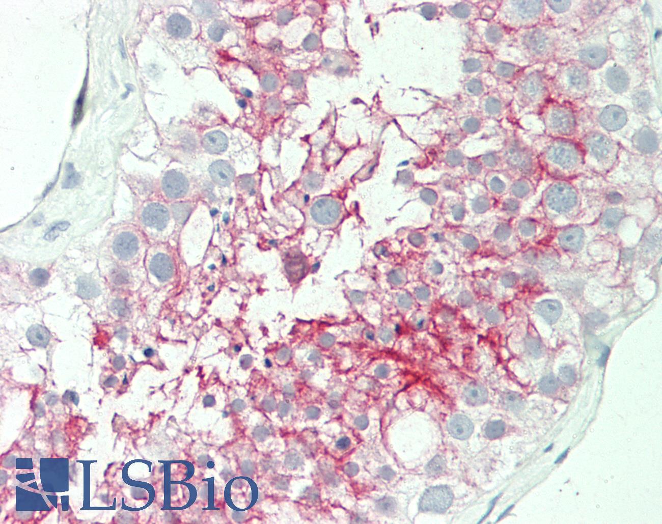 Basigin / Emmprin / CD147 Antibody - Human Testis: Formalin-Fixed, Paraffin-Embedded (FFPE) This image was taken for the unmodified form of this product. Other forms have not been tested.