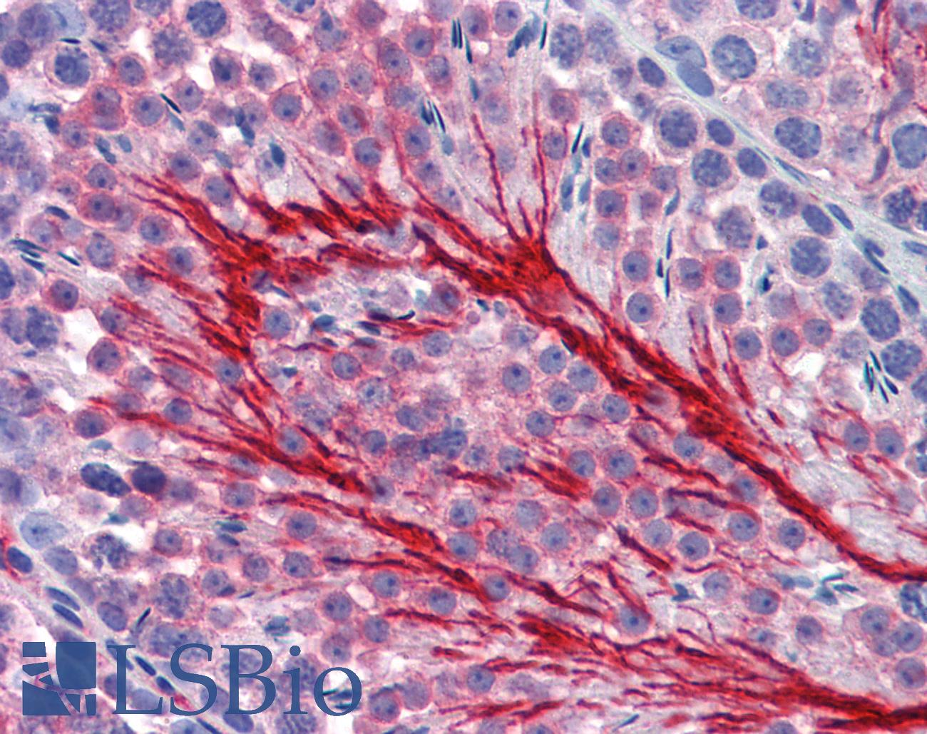 Basigin / Emmprin / CD147 Antibody - Anti-CD147 antibody IHC of mouse testis. Immunohistochemistry of formalin-fixed, paraffin-embedded tissue after heat-induced antigen retrieval. Antibody concentration 10 ug/ml.