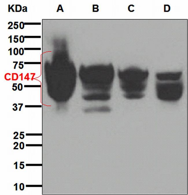 Basigin / Emmprin / CD147 Antibody - Western blot analysis on (A) A431, (B) HeLa, (C) Jurkat, and (D) HuT-78 cell lysates using anti-CD147 antibody.