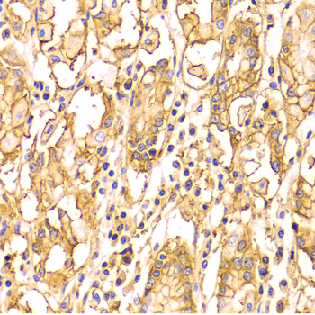 Basigin / Emmprin / CD147 Antibody - Immunohistochemistry of paraffin-embedded Human gastric tissue.