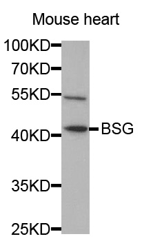 Basigin / Emmprin / CD147 Antibody - Western blot analysis of extracts of mouse heart, using BSG antibody at 1:1000 dilution. The secondary antibody used was an HRP Goat Anti-Rabbit IgG (H+L) at 1:10000 dilution. Lysates were loaded 25ug per lane and 3% nonfat dry milk in TBST was used for blocking.