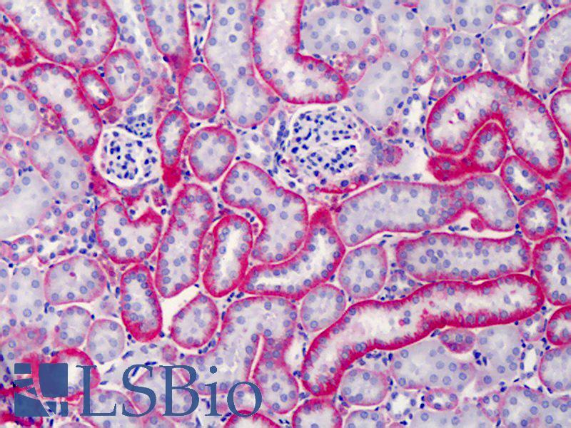 Basigin / Emmprin / CD147 Antibody - Anti-CD147 antibody IHC of mouse kidney. Immunohistochemistry of formalin-fixed, paraffin-embedded tissue after heat-induced antigen retrieval. Antibody concentration 10 ug/ml.