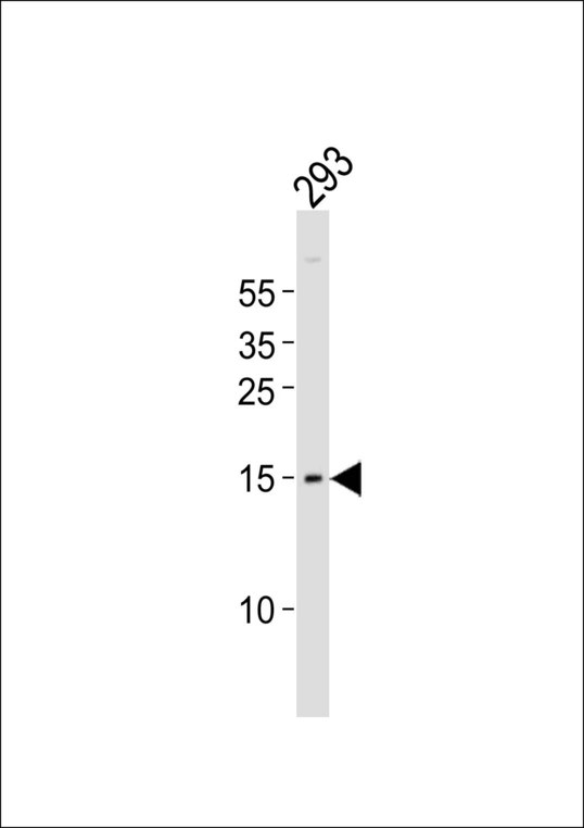 BATF Antibody - Western blot of lysate from 293 cell line, using BATF Antibody. Antibody was diluted at 1:1000. A goat anti-rabbit IgG H&L (HRP) at 1:10000 dilution was used as the secondary antibody. Lysate at 20ug.