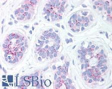 BBC3 / PUMA Antibody - Anti-BBC3 / PUMA antibody IHC of human breast. Immunohistochemistry of formalin-fixed, paraffin-embedded tissue after heat-induced antigen retrieval. Antibody concentration 10 ug/ml.