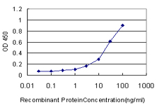 BBOX1 / BBOX Antibody - Detection limit for recombinant GST tagged BBOX1 is approximately 1 ng/ml as a capture antibody.