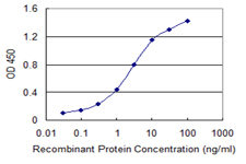 BCAS1 / NABC1 Antibody - Detection limit for recombinant GST tagged BCAS1 is 0.03 ng/ml as a capture antibody.