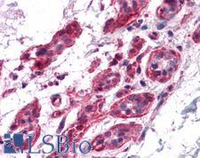 BCAS2 Antibody - Anti-BCAS2 antibody IHC of human breast. Immunohistochemistry of formalin-fixed, paraffin-embedded tissue after heat-induced antigen retrieval. Antibody concentration 5 ug/ml.