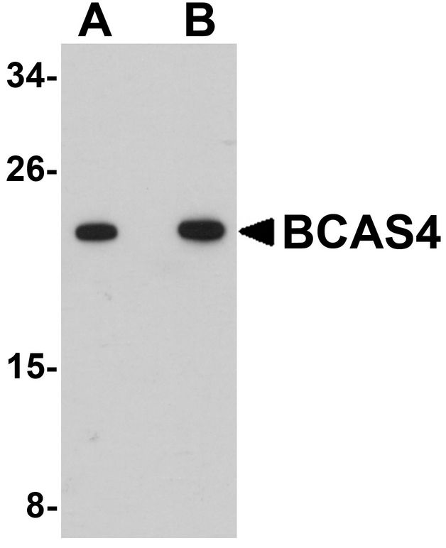 BCAS4 Antibody - Western blot analysis of BCAS4 in 3T3 cell lysate with BCAS4 antibody at (A) 1 and (B) 2 ug/ml.