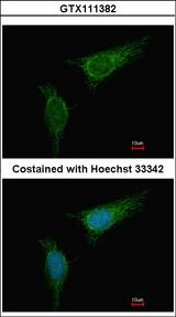 BCKDHA / BCKDE1A Antibody - Immunofluorescence of methanol-fixed HeLa, using BCKDHA antibody at 1:500 dilution.