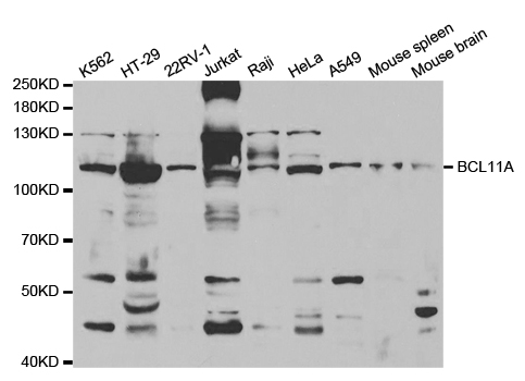 BCL11A Antibody - Western blot analysis of extracts of various cell lines, using BCL11A antibody.