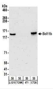 BCL11B Antibody - Detection of Mouse Bcl11b by Western Blot. Samples: Whole cell lysate (50 ug) from L1210, TCMK-1, 4T1, and CT26.WT cells. Antibodies: Affinity purified rabbit anti-Bcl11b antibody used for WB at 0.2 ug/ml. Detection: Chemiluminescence with an exposure time of 3 minutes.