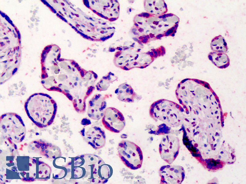 BCL2 / Bcl-2 Antibody - Anti-BCL2 / Bcl-2 antibody IHC of human placenta. Immunohistochemistry of formalin-fixed, paraffin-embedded tissue after heat-induced antigen retrieval. Antibody dilution 1:50. This image was taken for the unconjugated form of this product. Other forms have not been tested.