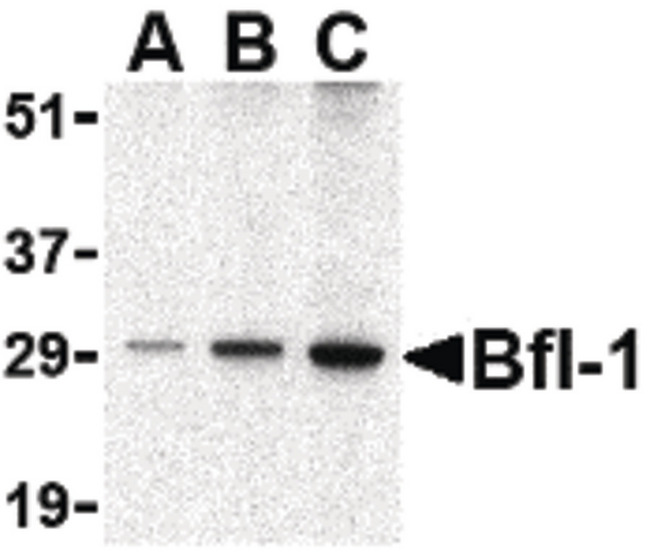 BCL2A1 Antibody - Western blot of Bfl-1 in human kidney tissue lysate with Bfl-1 antibody at (A) 0.5, (B) 1 and (C) 2 ug/ml.