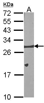 BCL2L1 / BCL-XL Antibody - Sample (30 ug of whole cell lysate). A: NIH-3T3. 12% SDS PAGE. BCL-XL antibody diluted at 1:1000.