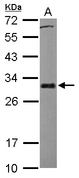 BCL2L1 / BCL-XL Antibody - Sample (30 ug of whole cell lysate). A: HCT116. 12% SDS PAGE. BCL-XL antibody diluted at 1:1000.