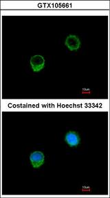 BCL2L1 / BCL-XL Antibody - Immunofluorescence of methanol-fixed A549 using BCL-x antibody at 1:500 dilution.