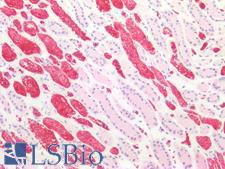 BCL2L1 / BCL-XL Antibody - Human Kidney: Formalin-Fixed, Paraffin-Embedded (FFPE)