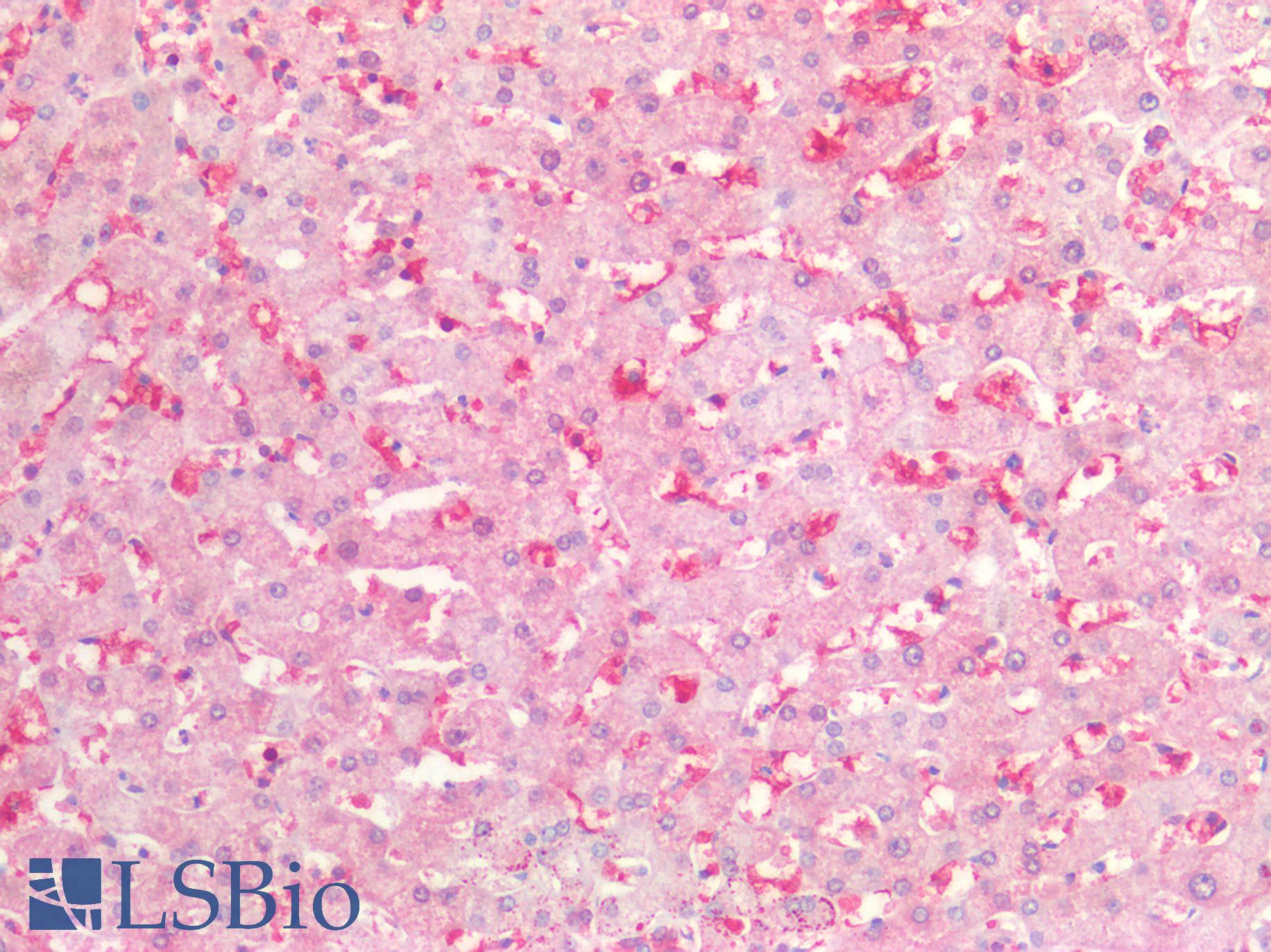 BCL2L1 / BCL-XL Antibody - Human Liver: Formalin-Fixed, Paraffin-Embedded (FFPE)