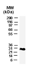 BCL2L1 / BCL-XL Antibody - Western blot of Bcl-X in lysates from isolated rat liver mitochondria using Polyclonal Antibody to Bcl-XL+S at 1:2000. The antibody detected Bcl-XL at ~30 kD.
