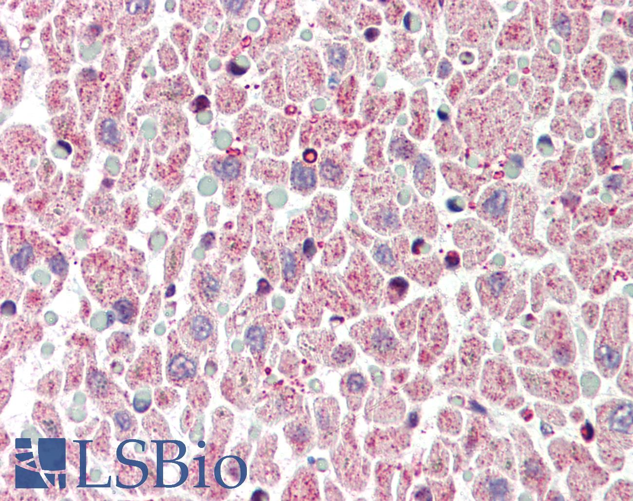 BCL2L1 / BCL-XL Antibody - Anti-BCL2L1 / Bcl-x antibody IHC of human heart. Immunohistochemistry of formalin-fixed, paraffin-embedded tissue after heat-induced antigen retrieval. Antibody concentration 5 ug/ml.