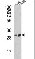 BCL2L11 / BIM Antibody - Western blot of BCL2L11 Antibody in K562, HL-60 cell line lysates (35 ug/lane). BCL2L11 (arrow) was detected using the purified antibody.