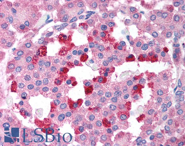 BCL2L14 / BCL-G Antibody - Anti-BCL2L14 / Bcl G antibody IHC of human pancreas. Immunohistochemistry of formalin-fixed, paraffin-embedded tissue after heat-induced antigen retrieval. Antibody concentration 2 ug/ml.