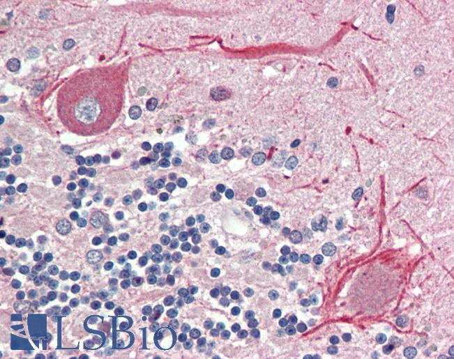 BCL2L15 Antibody - Anti-BCL2L15 antibody IHC staining of human brain, cerebellum. Immunohistochemistry of formalin-fixed, paraffin-embedded tissue after heat-induced antigen retrieval. Antibody concentration 5 ug/ml.