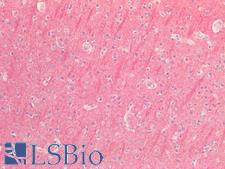 BCL2L2 / Bcl-w Antibody - Human Brain, Cortex: Formalin-Fixed, Paraffin-Embedded (FFPE)