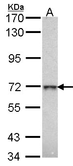 Beta Galactosidase Antibody - Sample (30 ug of whole cell lysate). A: H1299. 7.5% SDS PAGE. Beta Galactosidase antibody diluted at 1:1000.