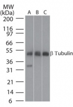 Beta Tubulin Antibody - Western blot of beta tubulin in lysates from 1) human brain, 2) mouse brain, and 3) rat brain.