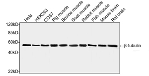 Beta Tubulin Antibody - Western blot analysis of cell and tissue lysates using ß-tubulin Antibody (2G7D4), mAb, Mouse.