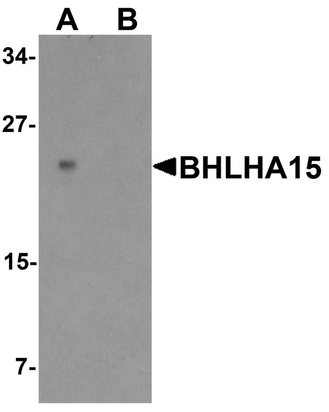BHLHA15 Antibody - Western blot analysis of BHLHA15 in rat small Intestine tissue lysate with BHLHA15 antibody at 1 ug/ml in (A) the absence and (B) the presence of blocking peptide