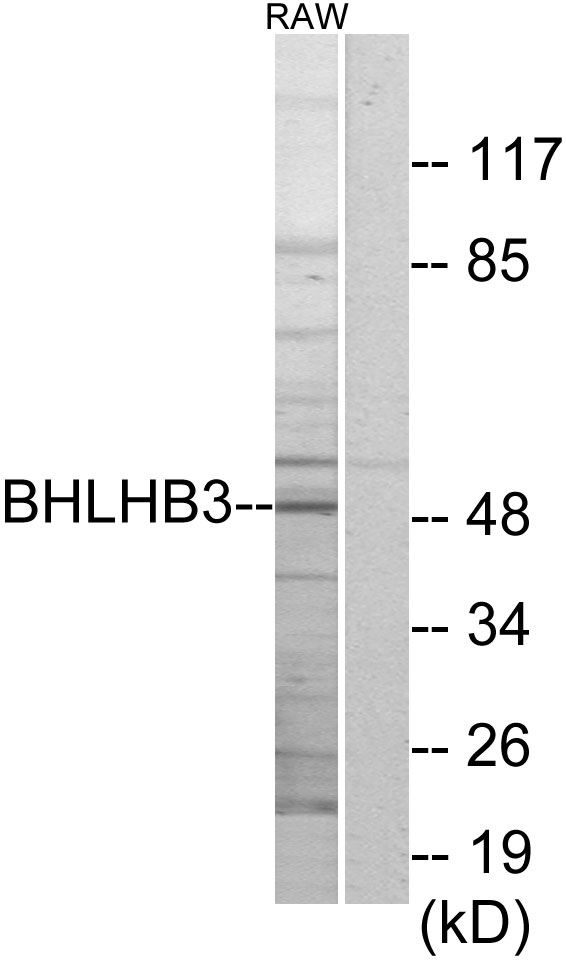 BHLHE41 / BHLHB3 / SHARP1 Antibody - Western blot analysis of lysates from RAW264.7 cells, using BHLHB3 Antibody. The lane on the right is blocked with the synthesized peptide.