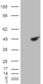 BHMT Antibody - BHMT antibody (0.03µg/ml) staining of Rat Liver lysate (35µg protein in RIPA buffer). Detected by chemiluminescence.
