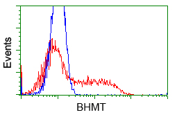 BHMT Antibody - HEK293T cells transfected with either pCMV6-ENTRY BHMT (Red) or empty vector control plasmid (Blue) were immunostained with anti-BHMT mouse monoclonal, and then analyzed by flow cytometry.