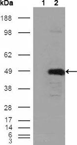 BHMT Antibody - Figure 1: Western blot analysis using BHMT mouse monoclonal antibody against HEK293T cells transfected with the pCMV6-ENTRY control (1) and pCMV6-ENTRY BHMT cDNA (2).