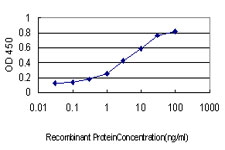 BIK Antibody - Detection limit for recombinant GST tagged BIK is approximately 0.03 ng/ml as a capture antibody.