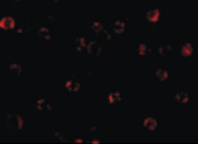 BIRC1 / NAIP Antibody - Immunofluorescence of NAIP in A549 cells with NAIP antibody at 20 ug/ml.