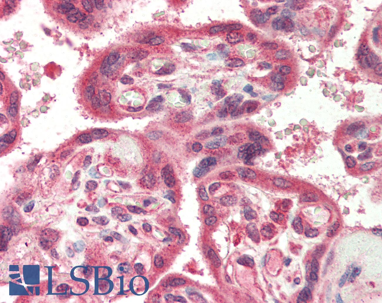 BIRC1 / NAIP Antibody - Anti-NAIP antibody IHC of human placenta. Immunohistochemistry of formalin-fixed, paraffin-embedded tissue after heat-induced antigen retrieval. Antibody concentration 5 ug/ml.