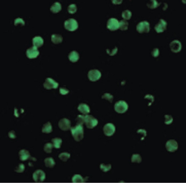 BIRC5 / Survivin Antibody - Immunofluorescence of Survivin in Molt4 cells with Survivin antibody at 10 ug/ml.
