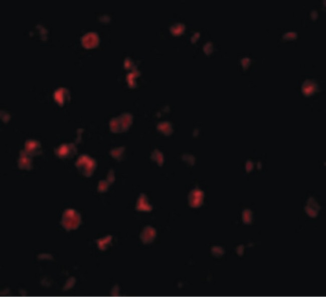 BIRC8 / ILP2 Antibody - Immunofluorescence of ILP-2 in HepG2 cells with ILP-2 antibody at 20 ug/ml.