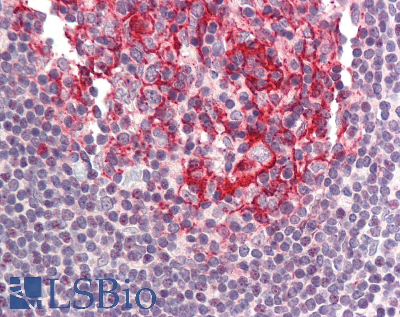 BIRC8 / ILP2 Antibody - Anti-BIRC8 / ILP2 antibody IHC of human small intestine, Peyer's patch. Immunohistochemistry of formalin-fixed, paraffin-embedded tissue after heat-induced antigen retrieval. Antibody concentration 5 ug/ml.