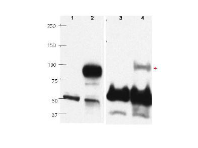 BLIMP1 / PRDM1 Antibody - Anti-PRDM1/BLIMP1 Antibody - Western Blot. Western blots using affinity purified anti-PRDM1/BLIMP1 antibody show detection of overexpressed PRDM1/BLIMP1 in whole transfected Raji cell lysate (lane 2) at ~88kD. Lane 1 shows mock transfection in whole Raji cell lysate. Detection of endogenous PRDM1/BLIMP1 (lane 4) is illustrated in human plasma cell nuclear extract, but not in Raji whole cell nuclear extract (lane 3). The identity of the lower dark band at ~50-60kD is unknown. Primary antibody was used at a 1:1000 dilution in 5% PBS-Tween. Personal communication, Hyesuk Yoon and Jerry Boss, Emory University, Atlanta, GA.