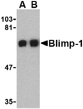 BLIMP1 / PRDM1 Antibody - Western blot of Blimp-1 in A549 cell lysate with Blimp-1 antibody at (A) 0.5 and (B) 1 ug/ml.